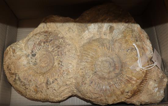 Twin ammonite fossil